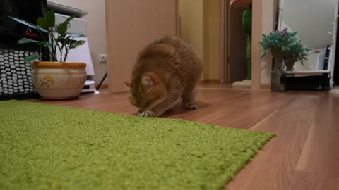 New cat toy from AliExpress