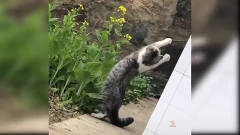 Baby Cats - Cute and Funny Cat Video