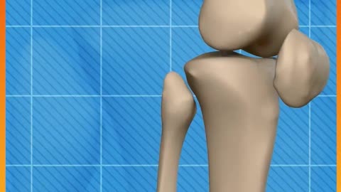 Facts About Bones You Wouldn_t Believe