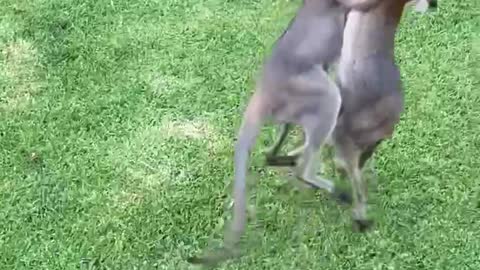 Wild Wallabies in Backyard Bout