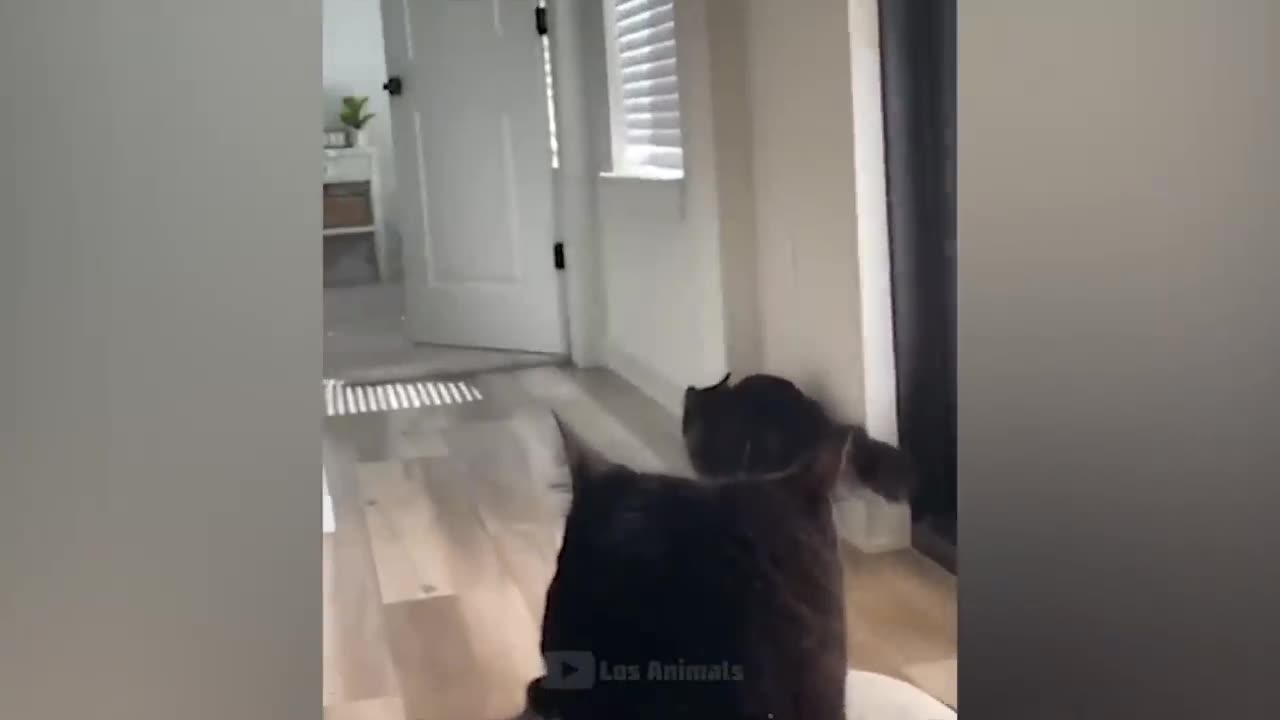 Fun with cats and dogs 2023