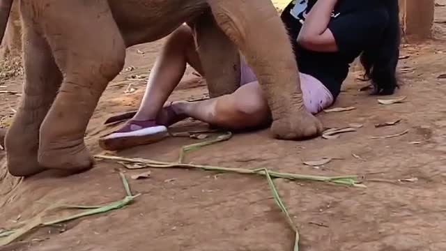 Momento lindo com um elefante em uma fazenda de resgate na Tailândia 🥰🐘 Vídeo por