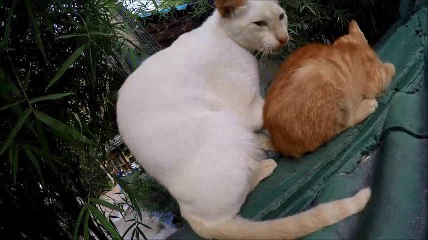 Mom cat with baby cat scared of our camera