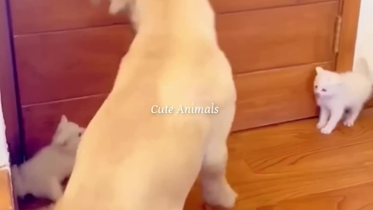 Cats are cut3