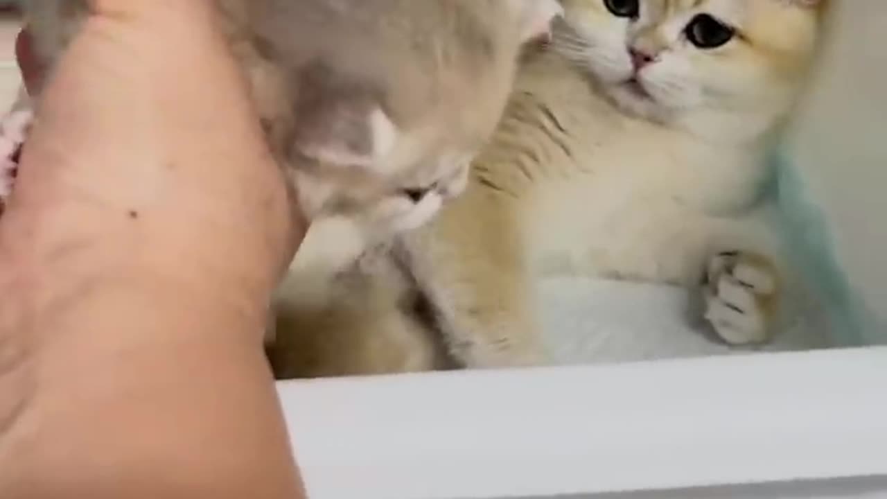Mother Cat_s Intense Gaze_ Witnessing the Love and Concern of a First-Time Mother