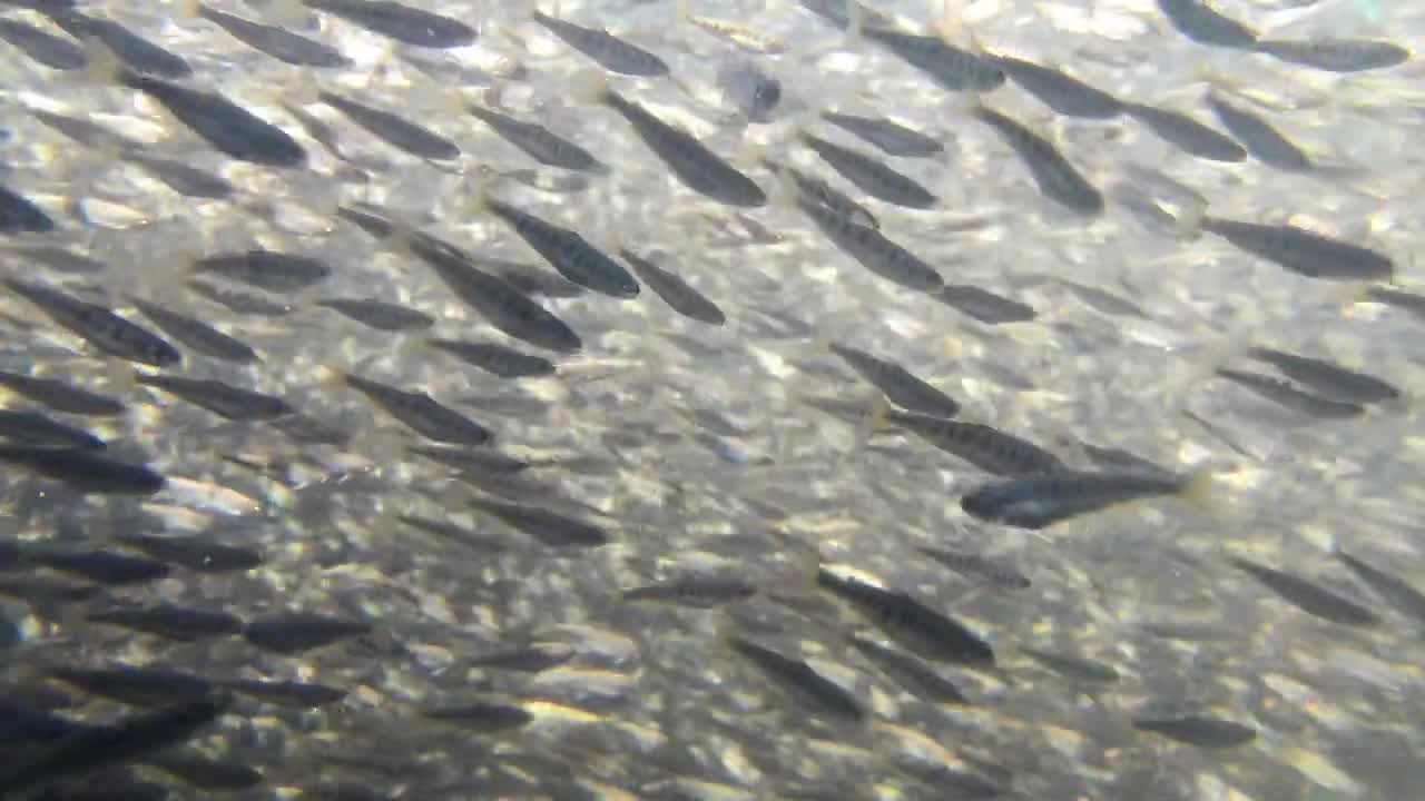 Une nouvelle voie pour l’aquaculture