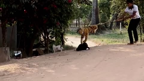 PRANK ON ANIMAL