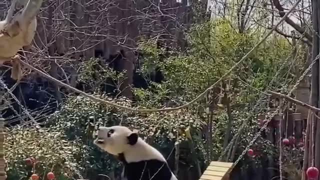 Panda on a swing