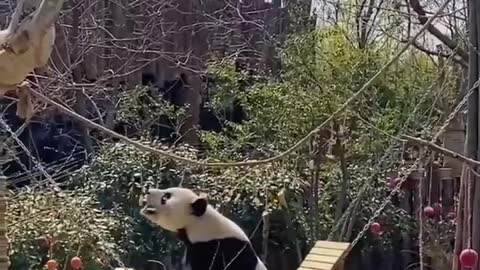 Panda on a swing