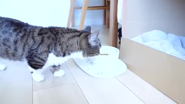 Daddy cat Coco meets baby kittens for the first time