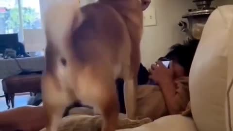 Funny Dog Dance