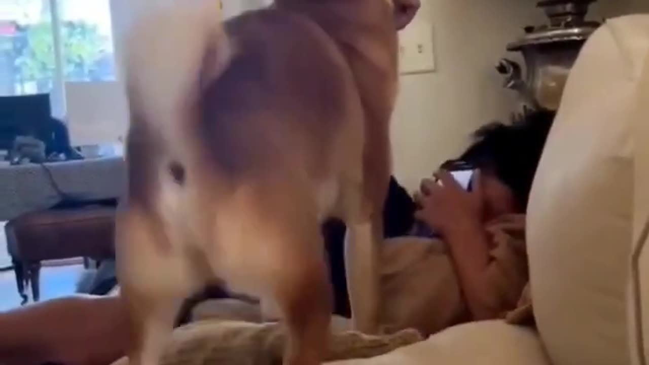 Funny Dog Dance