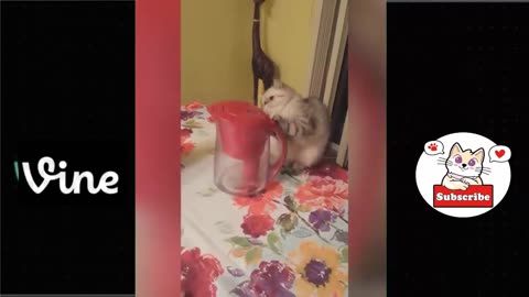 Funny animal video 🥰