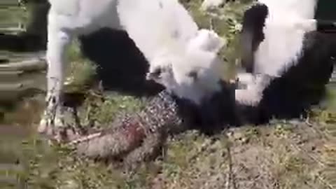 EPIC FIGHT BETWEEN DOGOS AND TEGU!!! (lol)