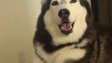 Meekathehusky can speak perfect English 🔥