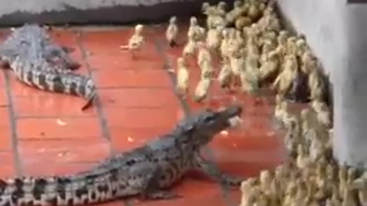 Crocodile eats live baby ducks