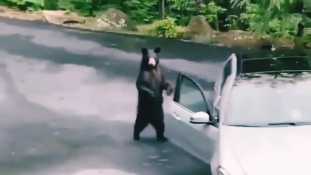 Bear attack on the car