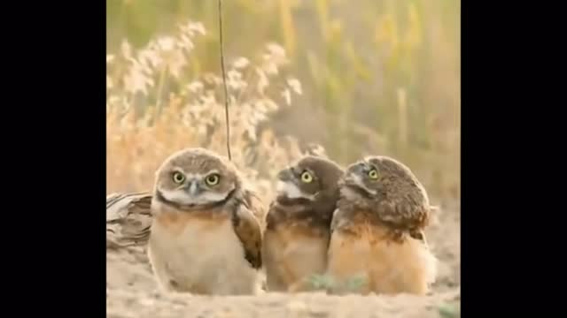 A little owl with an antenna