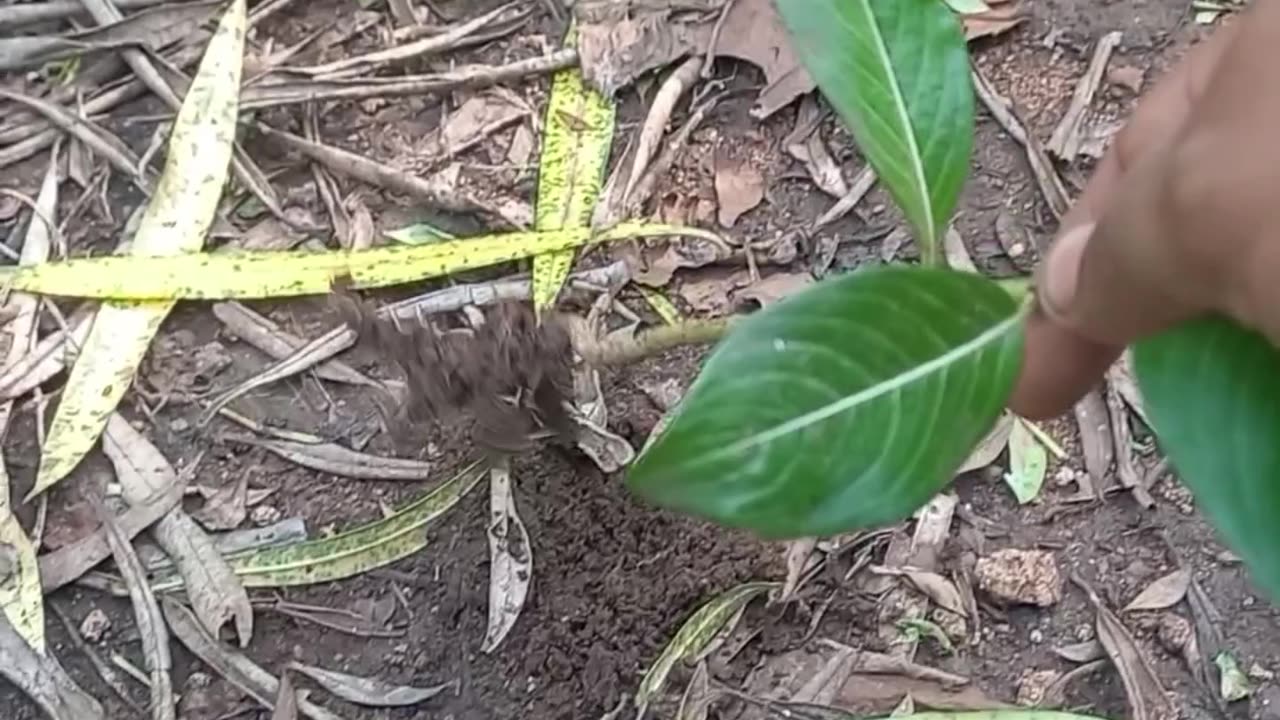 Small plant reverse video