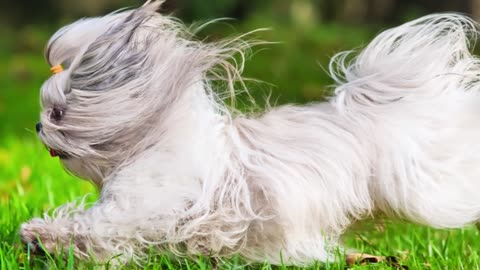 How to Choose the Perfect Dog Breed Just for You