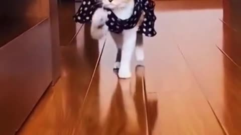 Funny and Cute CAT Videos shorts #26