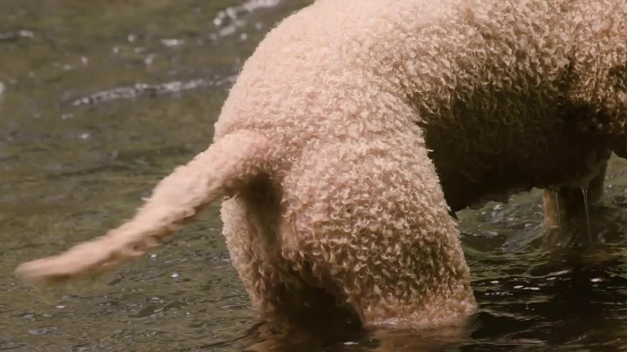 Wet Dog's tail wags dramatically as its explores river in the woods