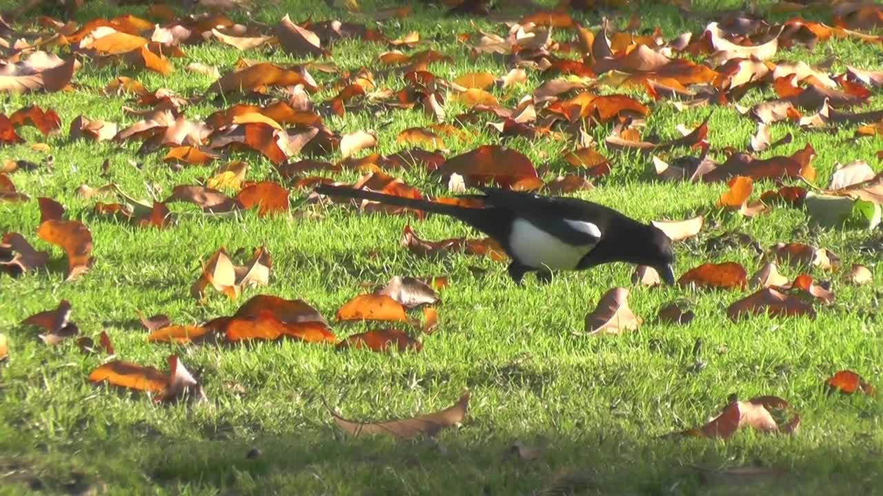 Magpie Worm Prey Bird Animal Food Peck Feather