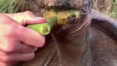 Cute turtle eating Aloe Vera