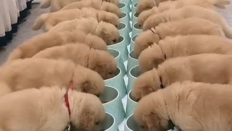 cute cute dogs