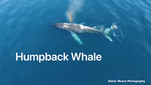 Baleen Whale Vocalizations What Do Whales Sound Like