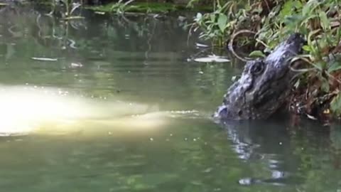 alligators