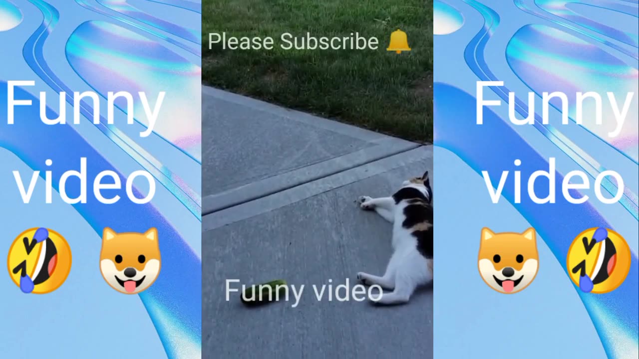 video Funniest Cats and dogs