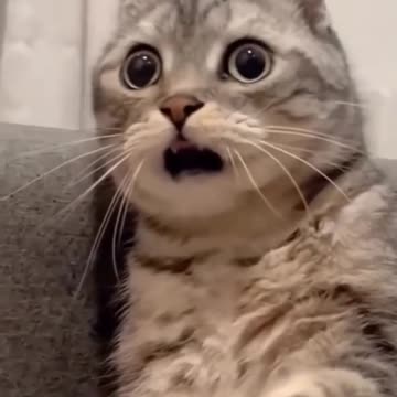 Funny Dogs, Cats and Animals Videos TRY Not to Laugh! # 54!