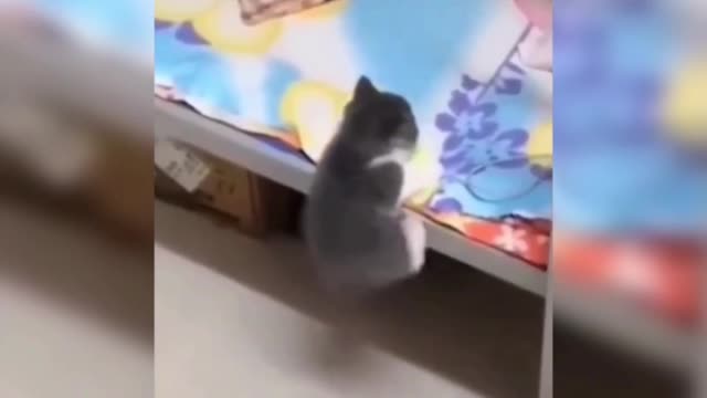 The cat is so cute, and the next minute, it's awkward.