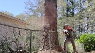 Felling Tree in Tight Spot