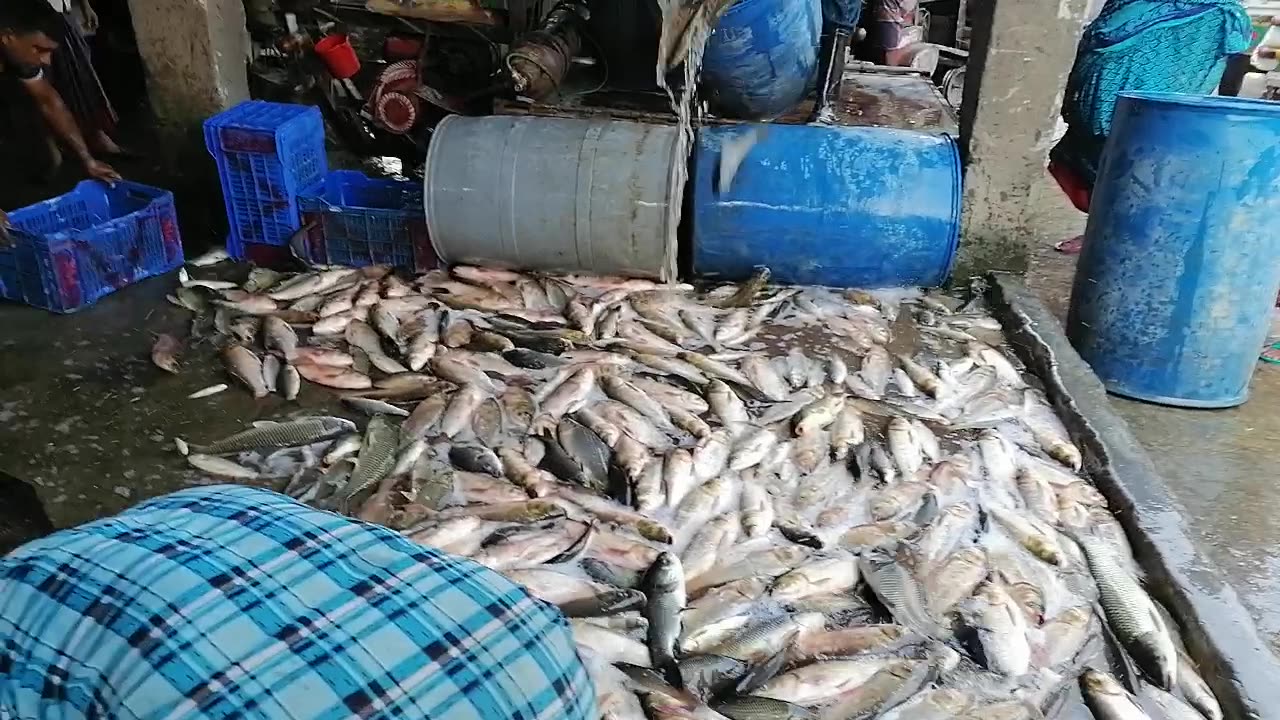 Fresh fish at the local market!