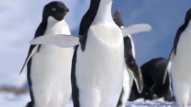 Adélie penguin flapping flipperswings