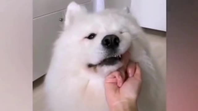 collections of the funniest videos for Pets #2023