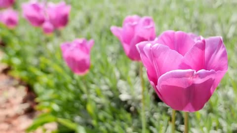 The beautiful sea of flowers brings you good mood