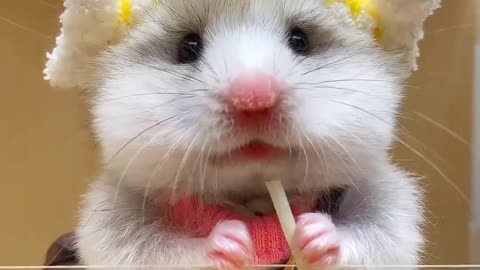 Hamster