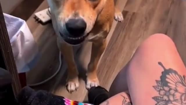 🐕 I'll bite you if you don't give me the ball😡