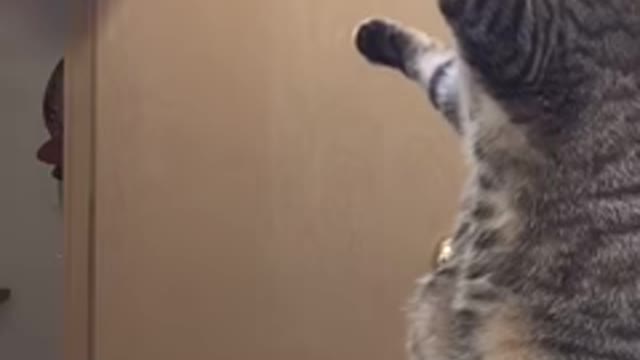 Cute tabby cat 🐈 mimics owner Brushing her hair ||viral video