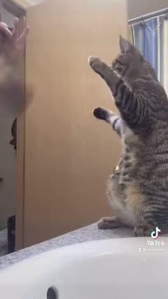 Cute tabby cat 🐈 mimics owner Brushing her hair ||viral video