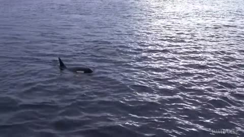 Spyhopping Orcas in Kaldfjord (1)