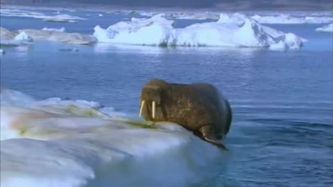 A Walk in the Arctic for Kids - Educational Video for Early Learners