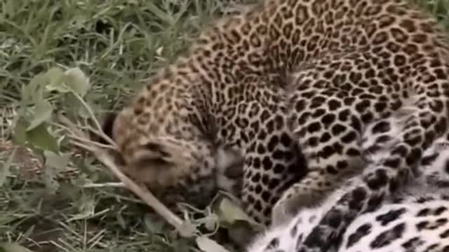 The wild animal leopard