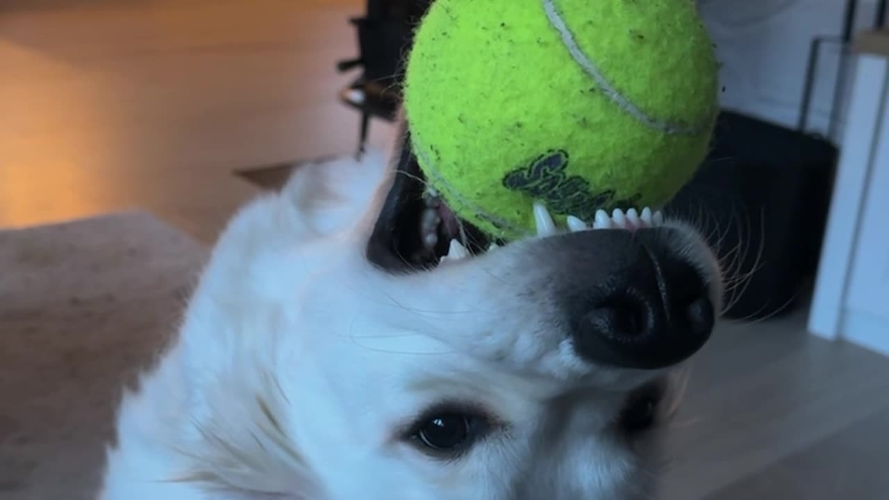 Molly the Derpy Golden Retriever Puppy Plays with Ball