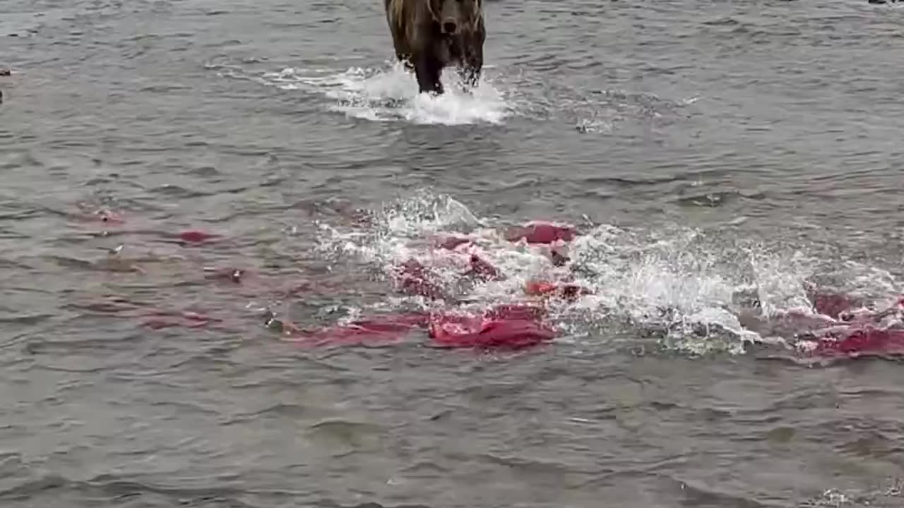 Animal +Fish