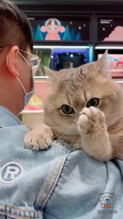 cute video of cat