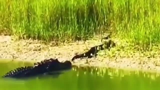 crocodile